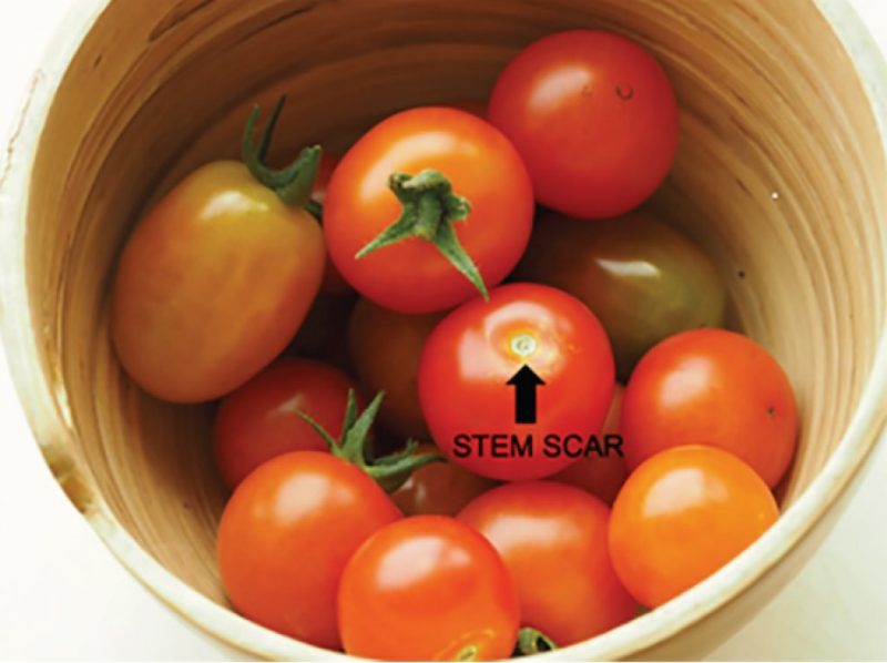 A container of freshly picked tomatoes, some with the green leaf-like sepal still attached and others with the sepal missing and stem scar exposed.