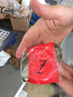 photo of an oyster labeled 7