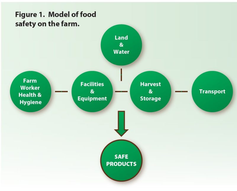 Model of food safety on the farm.