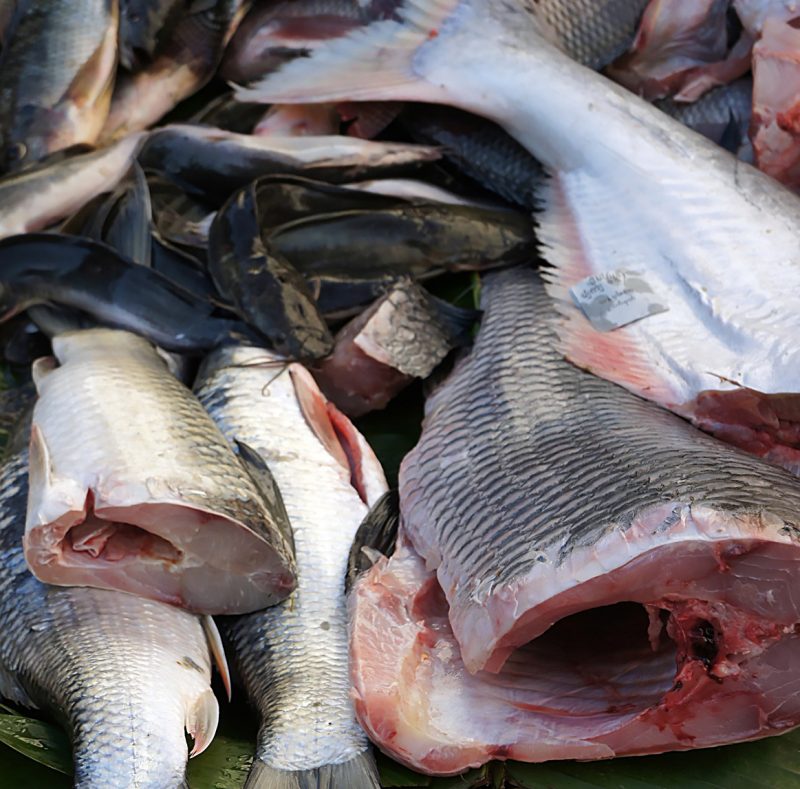 Dressed fish on ice with their heads removed.
