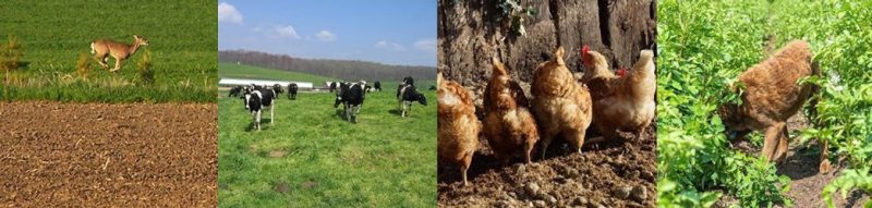 Figure 5. From left to right: deer running next to a freshly plowed production area; dairy cattle grazing; chickens foraging in freshly plowed soil; and the farm family dog in a actively growing potato field.