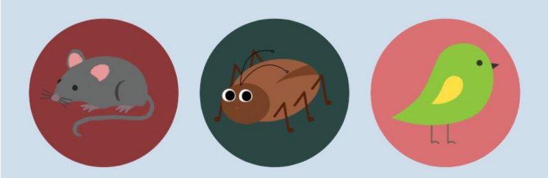 Pictures of pests, rat, roach, and birds.