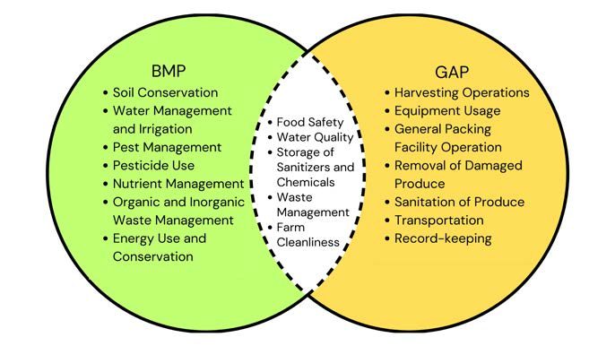 Venn diagram comparing Vegetable Best Management Practices (BMPs) and Good Agricultural Practices (GAPs)
