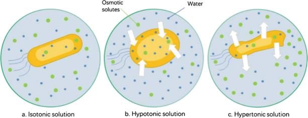 Presentation of the three types of osmotic balance conditions: isotonic, hypotonic, and hypertonic.