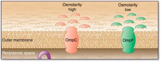 Visual representation of outer membrane porins OmpC and OmpF on the cell membrane.