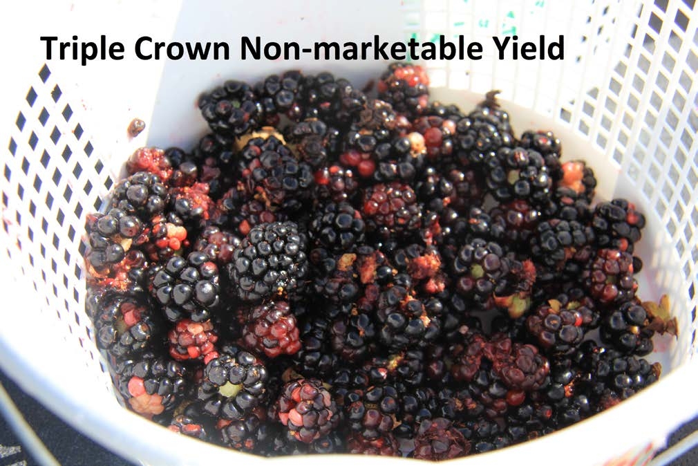 Photo of unclassified berries in a white basket