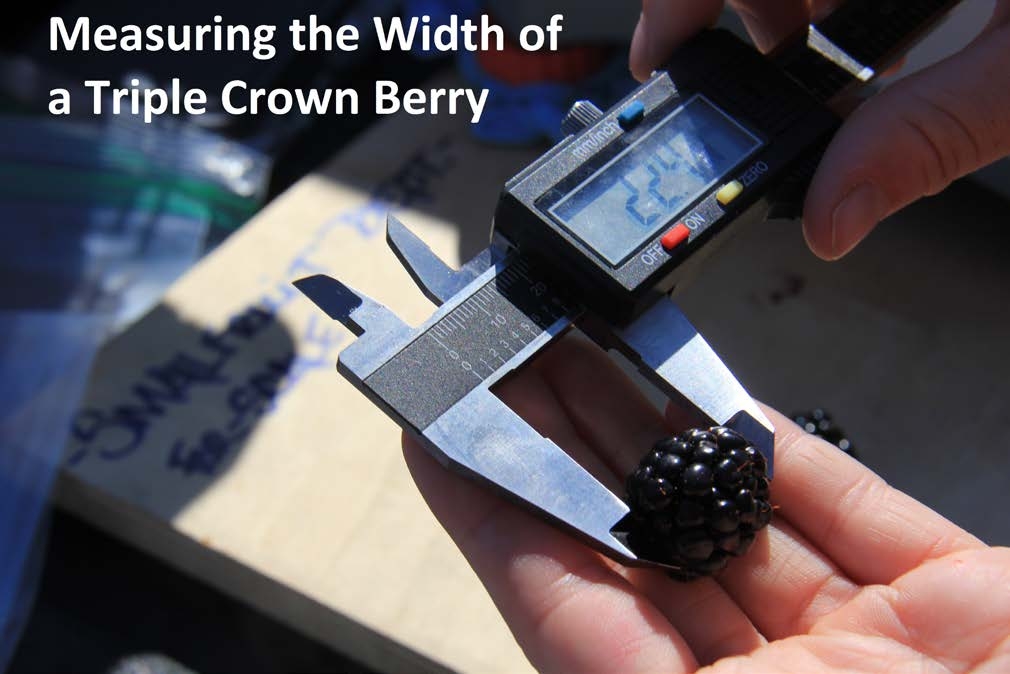 Photo of measuring the width of a tripple crown berry with a vernier caliper scale