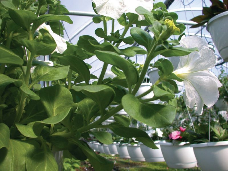 A close-up of a petunia plant with lush green leaves and white flowers growing in a greenhouse. Multiple hanging pots are visible in the background.