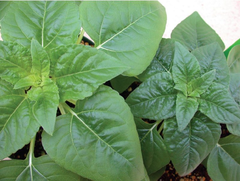 A close-up of two plants showing the effect of plant growth regulators. The plant on the left has lighter green leaves, while the plant on the right, treated with growth regulators, has darker green leaves.