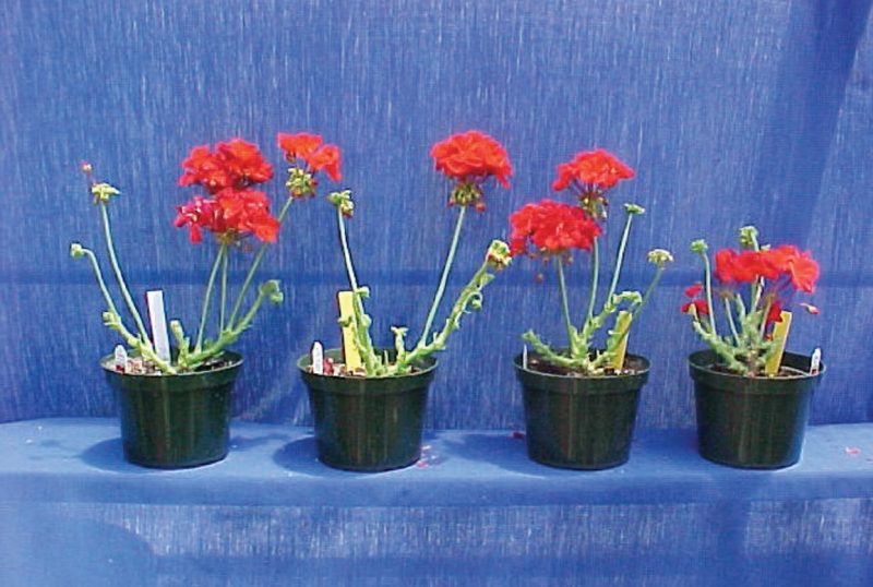 Four potted geranium plants with red flowers, arranged left to right. The first plant has no application of Florel, while the others received one, two, and three applications respectively, showing increased branching with each treatment.