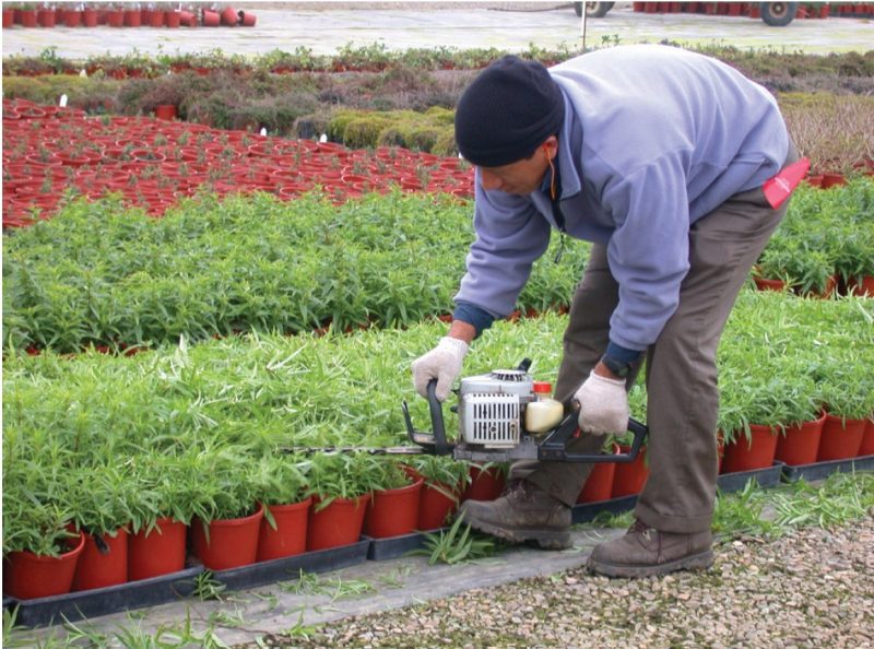 A worker trims plants in red pots using a hedge trimmer in a nursery. Rows of potted plants stretch across the background, indicating a large-scale operation.
