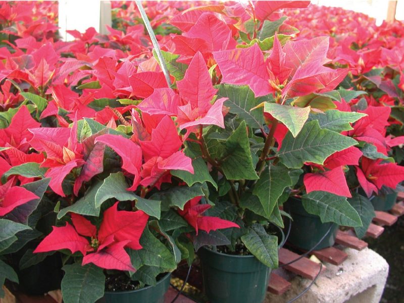 A group of poinsettia plants with vibrant red leaves in pots, showing natural growth without any plant growth regulation treatment.