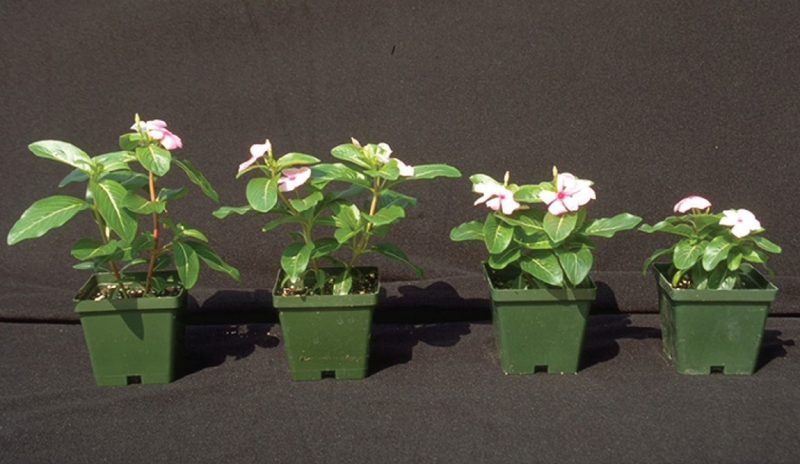 Four vinca plants in pots arranged left to right, demonstrating the effect of increasing volumes of PGR spray on height control. The first plant is untreated, while the others were treated with 1 ppm uniconazole at increasing volumes, showing progressively reduced height with higher application volumes.