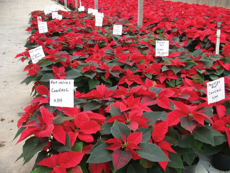 Rows of poinsettia plants with red leaves in a greenhouse, each row labeled with signs indicating different treatment conditions for plant growth regulators. Labels include cultivar names and dosages.