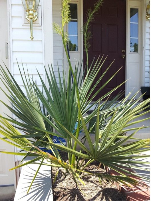 A Sabal minor palm pushing up a flowering stalk.