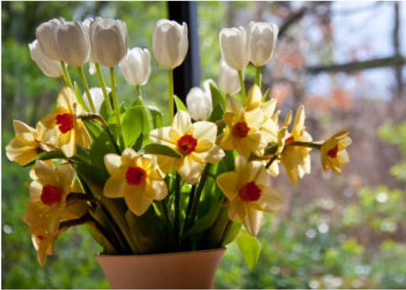 Daffodils and tulips potted together for a big show. 