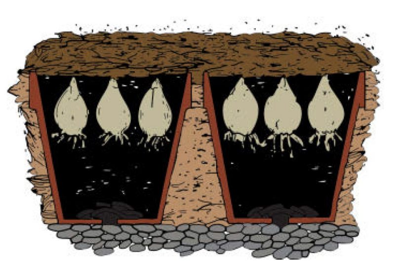 Illustration shows how Potted bulbs can be buried outdoors and covered with leaves, straw or mulch. 