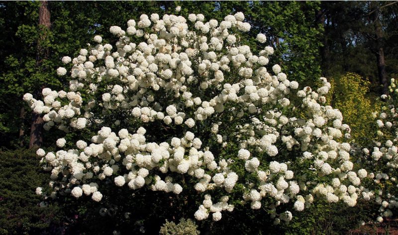 Chinese snowball viburnum with an impressive display of flowers.