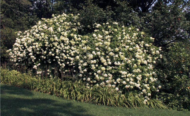 ‘Grandiflora’ panicle hydrangea (Hydrangea paniculata ‘Grandiflora’) in flower (late summer).