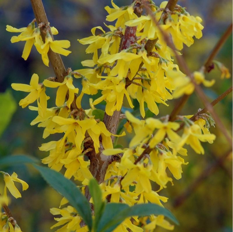 Close-up of border forsythia (Forsythia×intermedia) flowers.