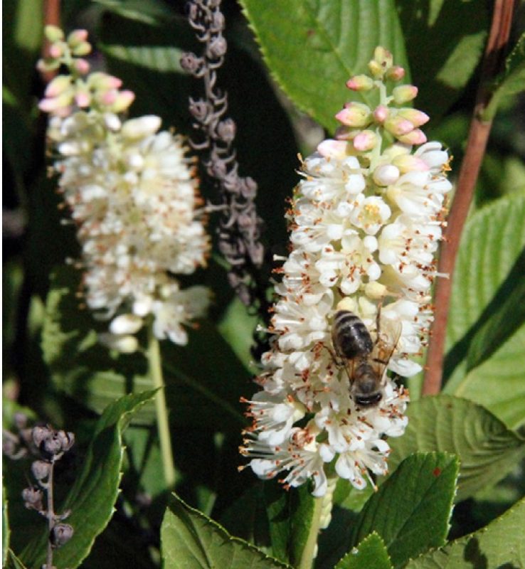 Close-up view of summersweet clethra flowers.
