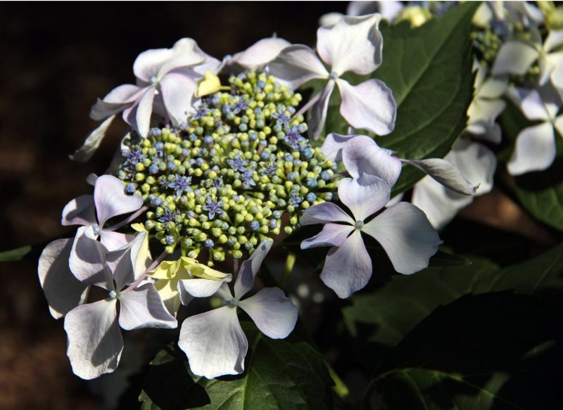 Lacecap flower of ‘Beauté de Vendômoise’ bigleaf hydrangea .