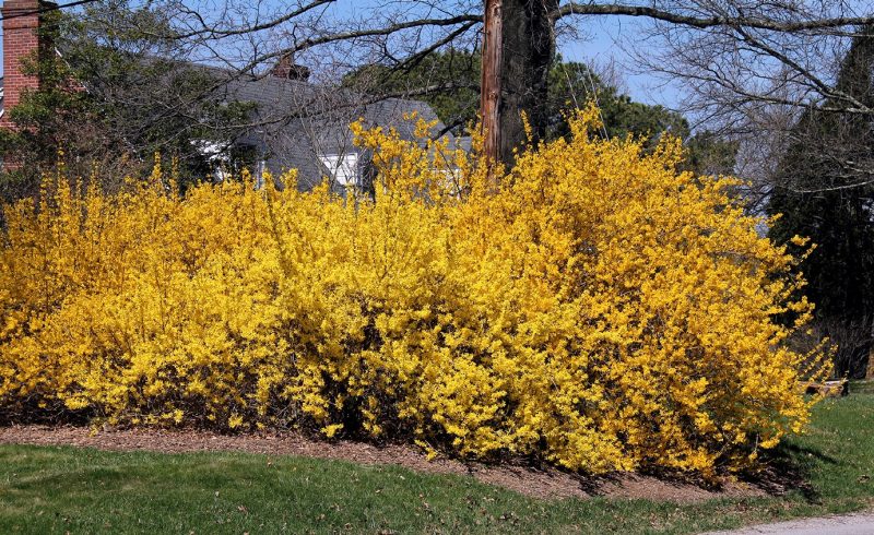 Border forsythia (Forsythia ×intermedia) in flower (midspring).