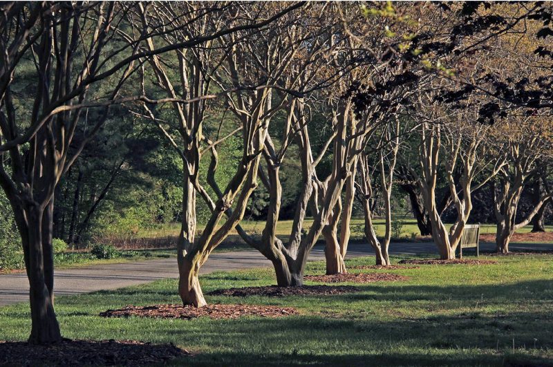 Crapemyrtle’s beautiful form (Lagerstroemia spp.) when pruned.