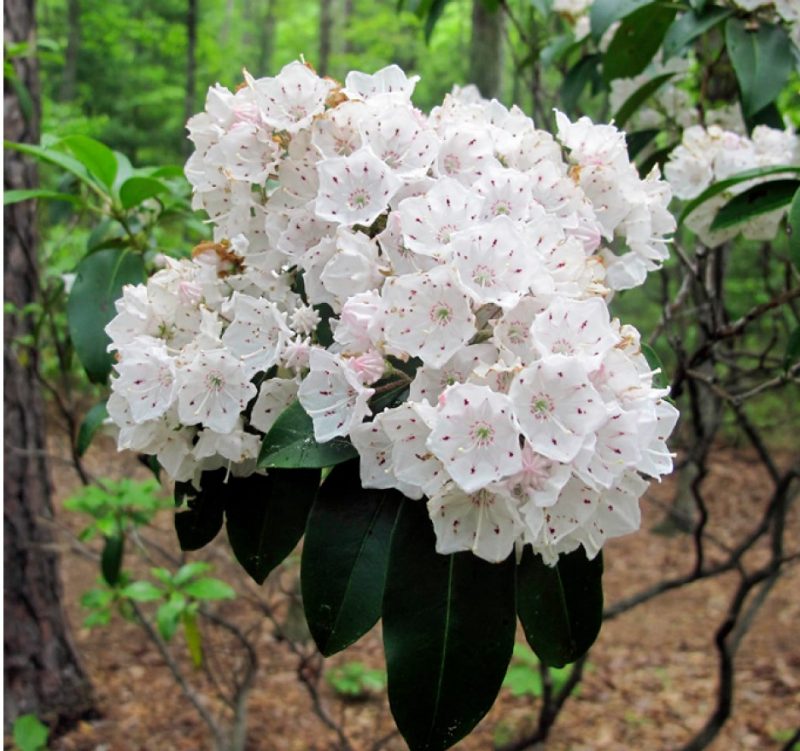 Flower cluster of mountain-laurel.