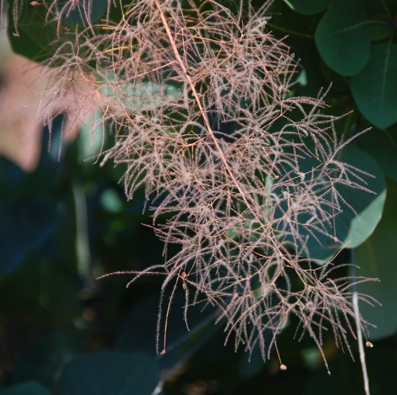 Close-up of plume (filaments) of smokebush (Cotinus coggygria).