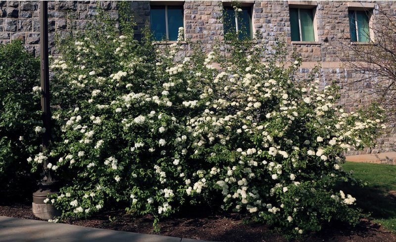 Blackhaw viburnum (Viburnum prunifolium) in flower (late spring).