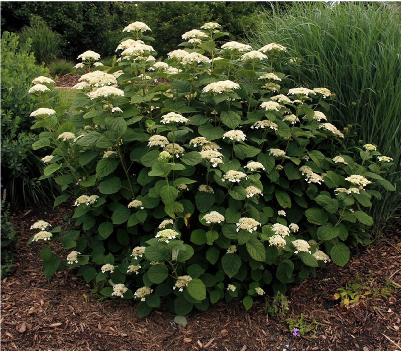 Smooth hydrangea (Hydrangea arborescens ‘White Dome’) in full flower.