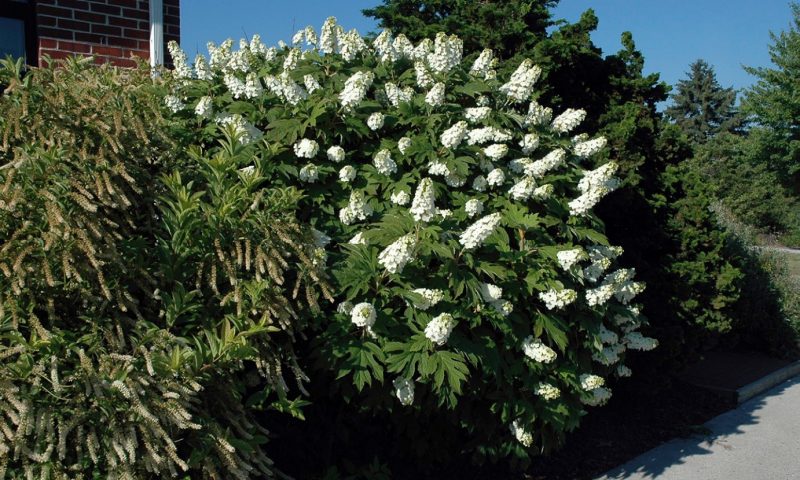 Oakleaf hydrangea (Hydrangea quercifolia) in flower (early summer).