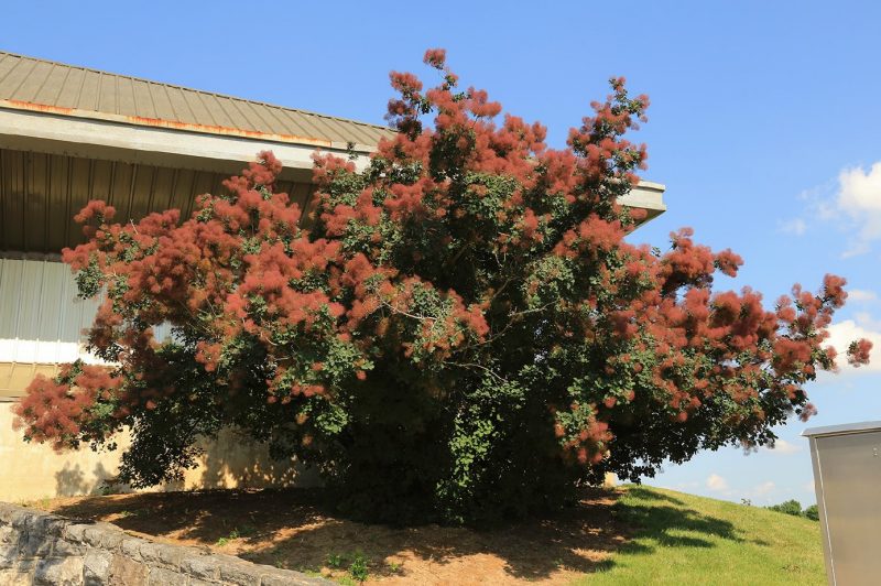 Smokebush (Cotinus coggygria) in flower.