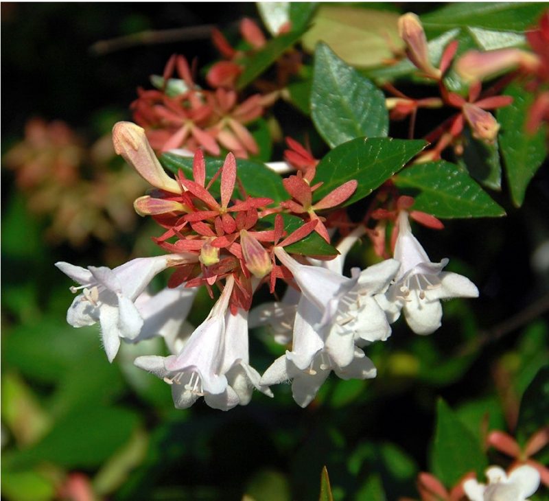 Close-up of glossy abelia (Abelia×grandiflora) flower showing pinkish sepals beneath white petals.