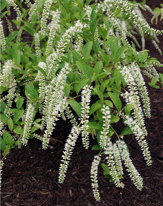 Close-up of Virginia sweetspire flowers.