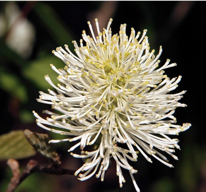 Mount Airy fothergilla flower offers beauty in mid spring.
