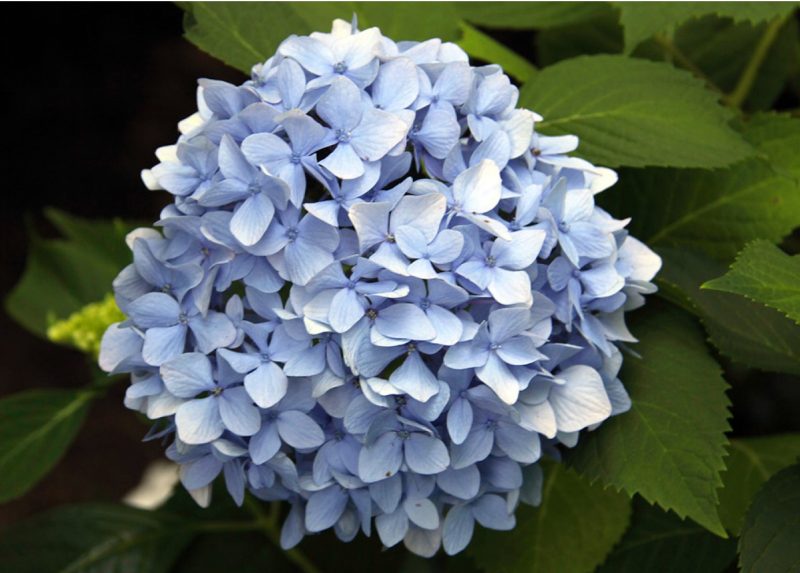 Ball-shaped flower of ‘Dooley’ bigleaf hydrangea.