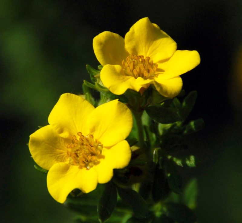 Close-up of bush cinquefoil flowers.