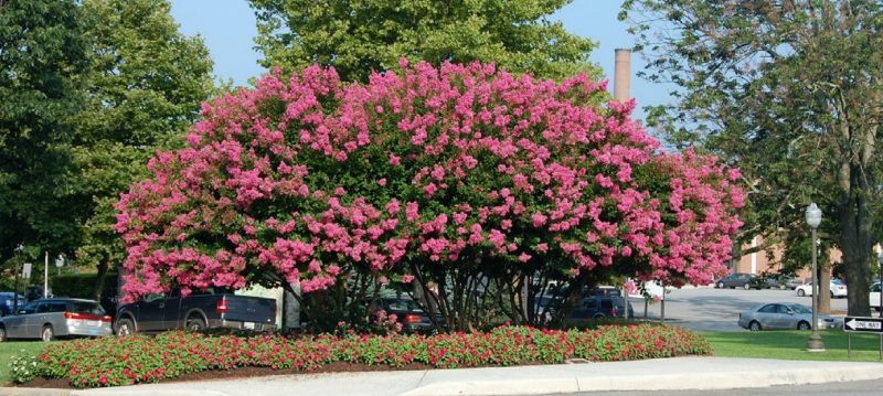 Crapemyrtle (Lagerstroemia spp.; unknown cultivar) in flower.