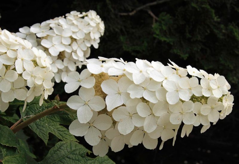 Flower cluster of oakleaf hydrangea.