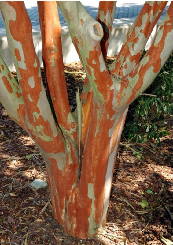 Stunning, exfoliating bark of ‘Natchez’ crapemyrtle (Lagerstroemia ‘Natchez’).