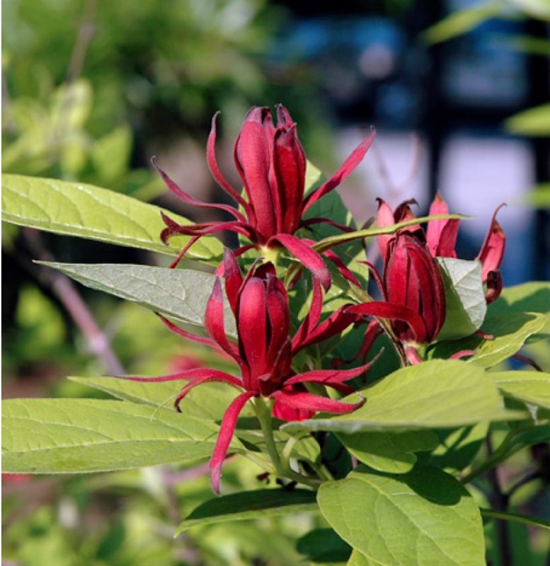 Close view of common sweetshrub flowers.