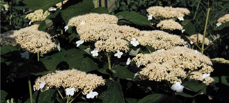 Lacecap flowers of ‘White Dome’ smooth hydrangea.