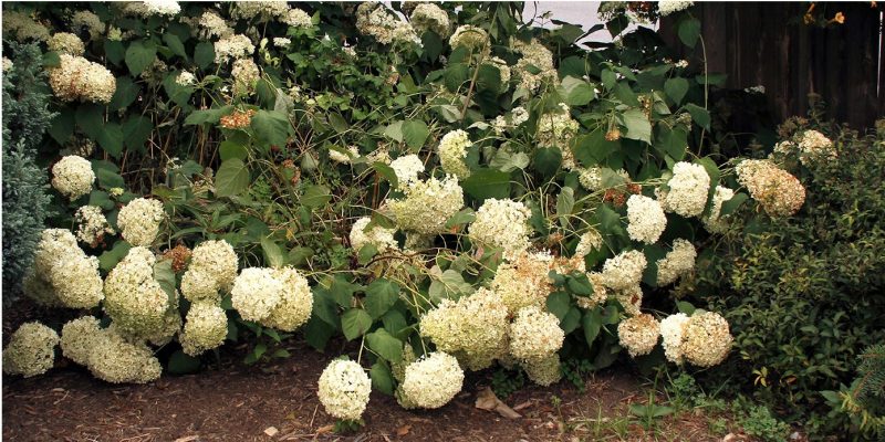 Floppy stems of ‘Annabelle’ smooth hydrangea under the weight of its flowers.