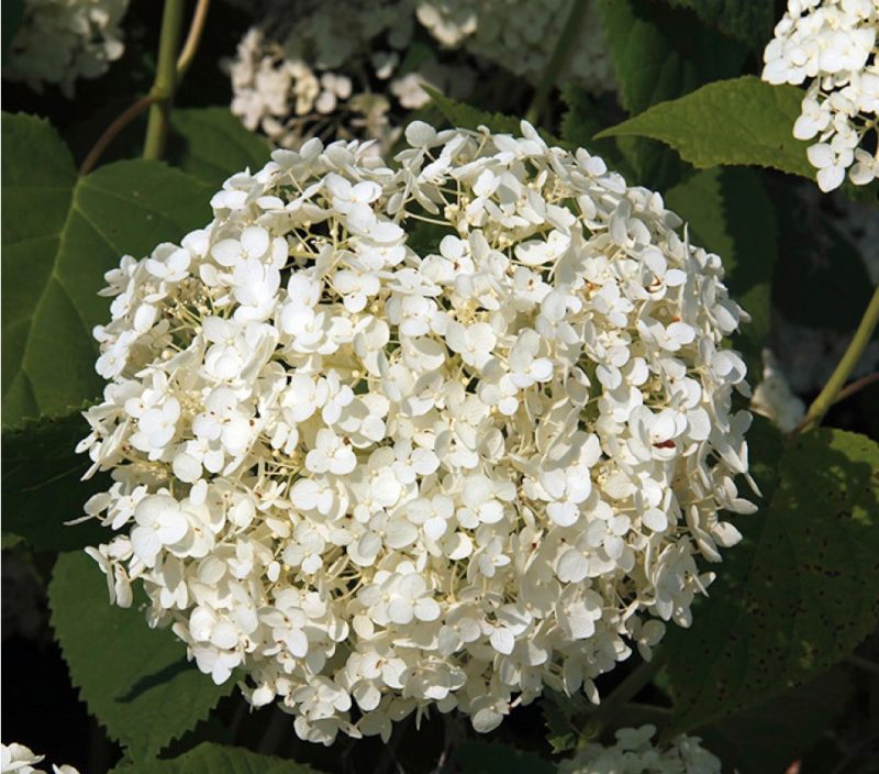 Ball-shaped flower of ‘Annabelle’ smooth hydrangea.