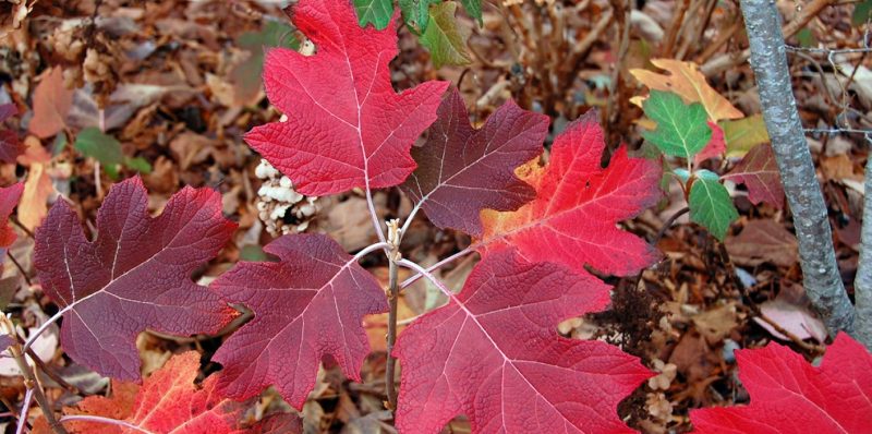 Showy fall foiliage color of oakleaf hydrangea.