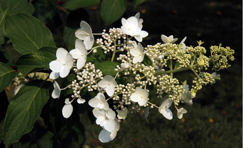 Flower cluster of ‘Unique’ panicle hydrangea (Hydrangea paniculata ‘Unique’).