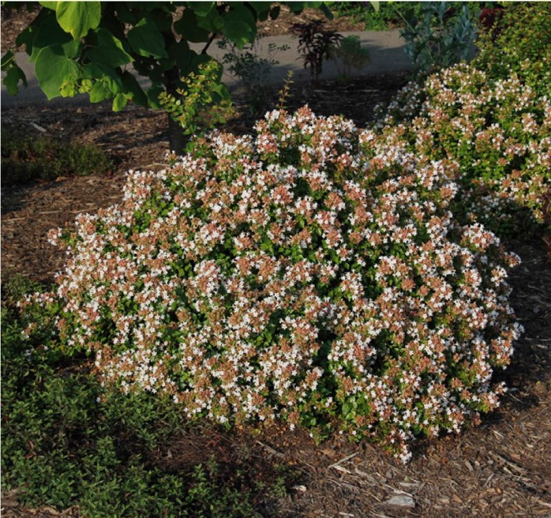 Compact form of ‘Rose Creek’ glossy abelia (Abelia×grandiflora ‘Rose Creek’).