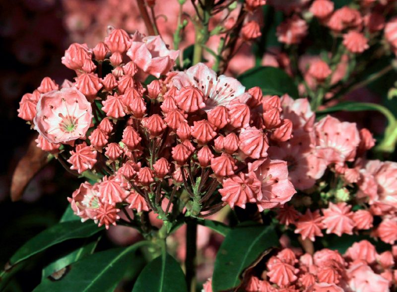 Flower cluster of ‘Sarah’ mountain-laurel.